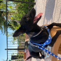Chihuahua, Köpek  zeytin fotoğrafı