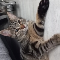 Tekir Kedi, Kedi  Balım fotoğrafı