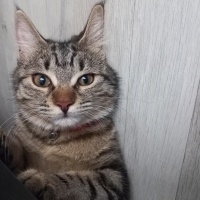 Tekir Kedi, Kedi  Balım fotoğrafı
