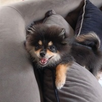 Pomeranyalı, Köpek  ares fotoğrafı