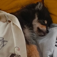 Pomeranyalı, Köpek  ares fotoğrafı