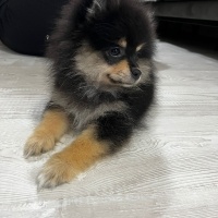 Pomeranyalı, Köpek  ares fotoğrafı