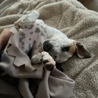 Jack Russell Terrier, Köpek  Latte fotoğrafı