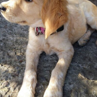 Golden Retriever, Köpek  Maya fotoğrafı