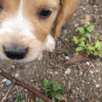 Golden Retriever, Köpek  Maya fotoğrafı