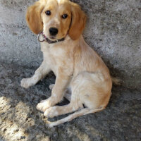 Golden Retriever, Köpek  Maya fotoğrafı