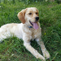 Golden Retriever, Köpek  Maya fotoğrafı