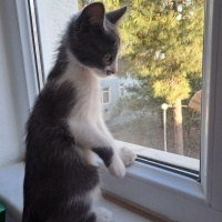 Tekir Kedi, Kedi  Kokoş fotoğrafı