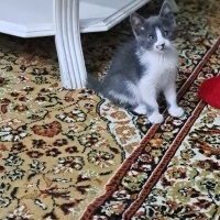 Tekir Kedi, Kedi  Kokoş fotoğrafı