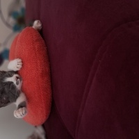 Tekir Kedi, Kedi  Kokoş fotoğrafı
