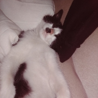 Tuxedo (Smokin) Kedi, Kedi  Bobo fotoğrafı