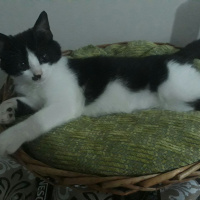 Tuxedo (Smokin) Kedi, Kedi  Bobo fotoğrafı