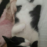 Tuxedo (Smokin) Kedi, Kedi  Bobo fotoğrafı