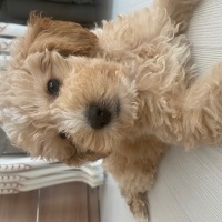 Poodle(Standart Kaniş), Köpek  Olin fotoğrafı