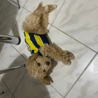 Poodle(Standart Kaniş), Köpek  Olin fotoğrafı