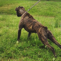 Boxer, Köpek  Eto’ya acil yuva arıyoruz fotoğrafı