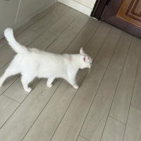 Ankara Kedisi, Kedi  LİNA fotoğrafı