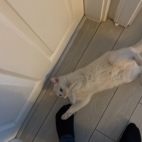 Ankara Kedisi, Kedi  LİNA fotoğrafı