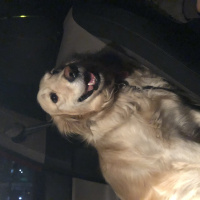Golden Retriever, Köpek  Tarçın fotoğrafı