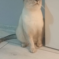 British Longhair, Kedi  Lokum fotoğrafı
