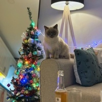 Siyam Kedisi, Kedi  Mia fotoğrafı
