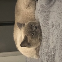 Siyam Kedisi, Kedi  Mia fotoğrafı
