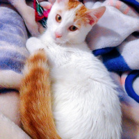 Tekir Kedi, Kedi  Maylo fotoğrafı
