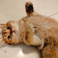 British Shorthair, Kedi  BAL fotoğrafı