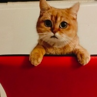 British Shorthair, Kedi  BAL fotoğrafı
