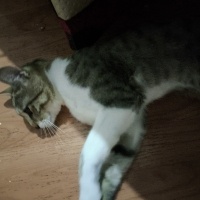 Tekir Kedi, Kedi  Paşa fotoğrafı