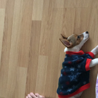 Jack Russell Terrier, Köpek  ciny fotoğrafı
