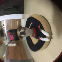Jack Russell Terrier, Köpek  ciny fotoğrafı