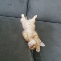 Sarman, Kedi  Tarçın fotoğrafı
