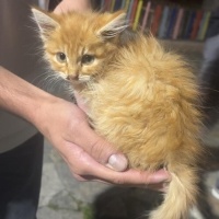 Sarman, Kedi  Tarçın fotoğrafı