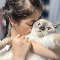 British Shorthair, Kedi  Zuzu fotoğrafı