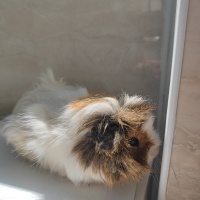 Guinea Pig, Kemirgen  Şipidik fotoğrafı