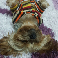 Yorkshire Terrier, Köpek  peps fotoğrafı