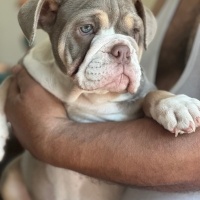 İngiliz Bulldog, Köpek  Linda fotoğrafı