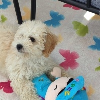 Poodle (Minyatür Kaniş), Köpek  Gofret fotoğrafı