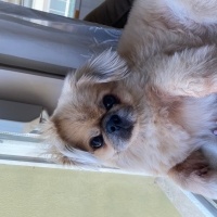 Pekingese, Köpek  Odin fotoğrafı