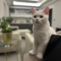 British Shorthair, Kedi  ZIPIR fotoğrafı