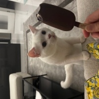 British Shorthair, Kedi  ZIPIR fotoğrafı