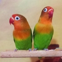 Papağan, Kuş  EŞ CENNET PAPAĞAN fotoğrafı
