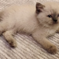 British Shorthair, Kedi  Henüz koyulmadi fotoğrafı