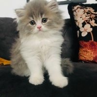 British Longhair, Kedi  Han fotoğrafı