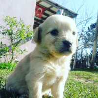 Golden Retriever, Köpek  Bobi  fotoğrafı