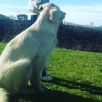 Golden Retriever, Köpek  Bobi  fotoğrafı