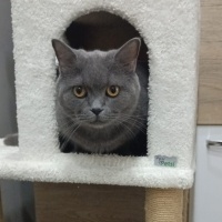 British Shorthair, Kedi  Duman fotoğrafı