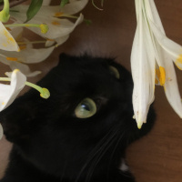 Tekir Kedi, Kedi  Pamirsu fotoğrafı