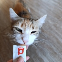 Tekir Kedi, Kedi  Minik fotoğrafı